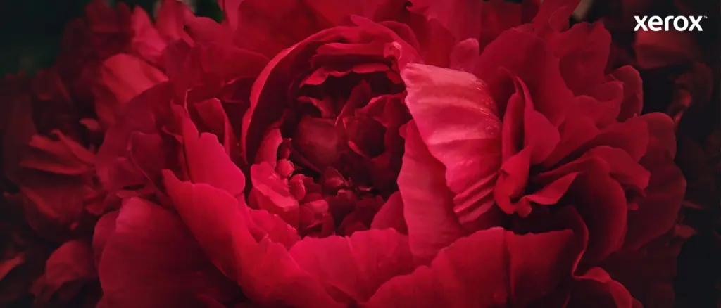 Xerox Genuine ® B305 Multifunction Printer/B310 Printer/B315 Multifunction Printer Black Standard capacity Ton - Image 16